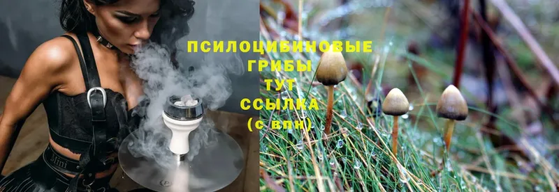 shop наркотические препараты  Обнинск  Галлюциногенные грибы Psilocybe 